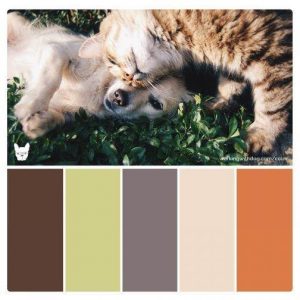 Colours for Your Pet’s Environment