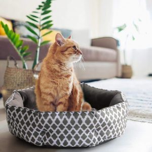 Ideal Location for Your Cats bed