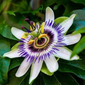 Passiflora Caerulea