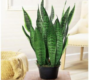 Snake Plant Vastu 2025 Benefits