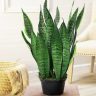 Snake Plant Vastu 2025 Benefits