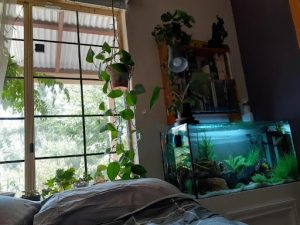 Fish Aquarium in the Bedroom