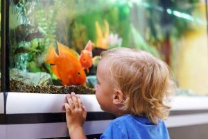 Can Children Benefit from an Aquarium in the House