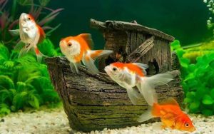Goldfish