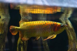 Arowana (Dragon Fish)