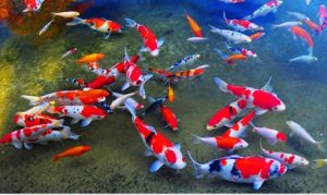 Koi Fish