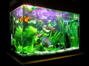 Fish Aquarium Help with Career and Business Growth