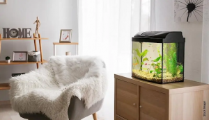 Fish Aquarium Placement as per Vastu in 2025 - Housiey