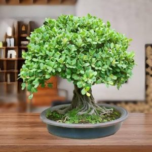 What Are Some Unique Housewarming Gifts in India