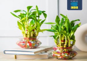Why Are Plants Considered Perfect Housewarming Gifts