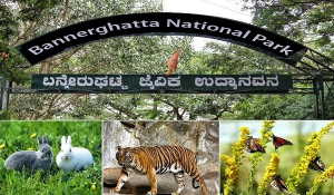 Will STRR pass near Bannerghatta National Park and be elevated there?