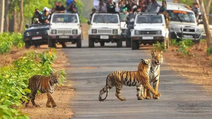 Jim Corbett National Park 