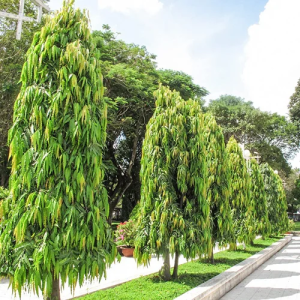 Ashoka Tree