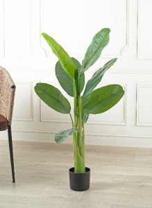 Banana Plant