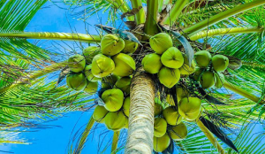 Coconut Tree