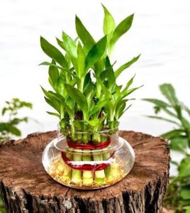 Lucky Bamboo Plant