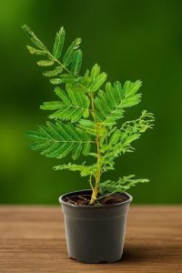 Shami Plant