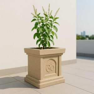Tulsi Plant